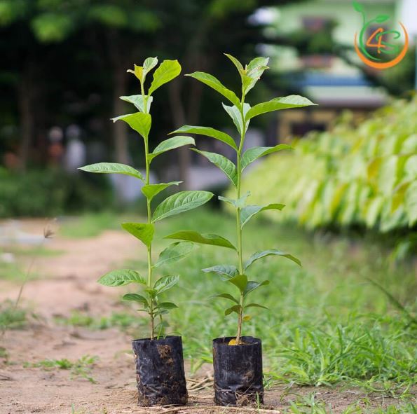 Cây Bằng Lăng Tím - Bằng Lăng nước